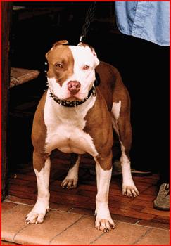pet